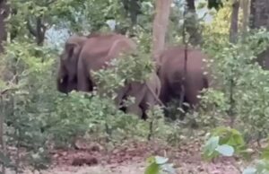 छत्तीसगढ़ के शिमला में हाथियों की एंट्री, ग्रामीणों को सतर्क रहने की चेतावनी