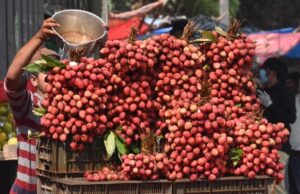 क़तर के लिए पठानकोट से गुलाब की खुशबू वाली लीची की पहली खेप रवाना