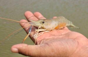 झींगा पालन में नया अध्याय लिख रहा है सुकमा जिला