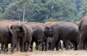 सरगुजा के बतौली में हाथियों का आतंक, कई घरों को गिराए, दहशत में ग्रामीण