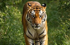 अंतर्राष्ट्रीय बाघ दिवस :मध्यप्रदेश में बाघ की दहाड़ बरकरार