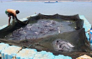 छत्तीसगढ़ में फिशरीज के नये युग की शुरूआत