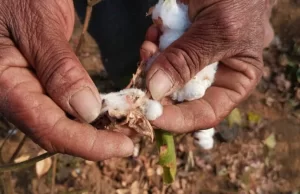 सरकार ने कपास आयात पर 30 सितंबर 2025 तक सीमा शुल्क में छूट दी