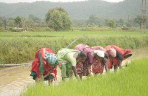 समय पर मिला खाद, खिल उठी उम्मीदें, संतोष की मेहनत में भरेंगे रंग