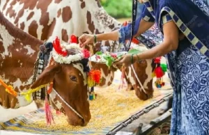आज पोला त्योहार का उत्साह : पारंपरिक त्योहार में कृषि कार्यों में लगे बैलों की पूजा का विधान