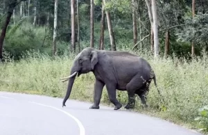 जंगल से लौट रहे ग्रामीण पर हाथी का हमला, मौके पर हुई मौत
