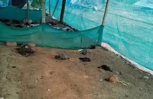 अज्ञात व्यक्ति ने पोल्ट्रीफार्म में घुसकर मुर्गियों-बतखों को मारा