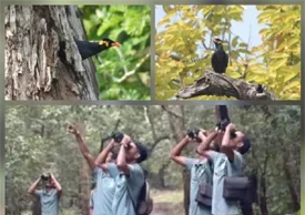राष्ट्रीय पक्षी पहाड़ी मैना के संरक्षण-संवर्धन से राष्ट्रीय उद्यान में 600 से अधिक मैना दिखे