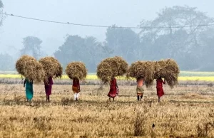 ई-नाम प्लेटफॉर्म का विस्तार: भारत के सबसे बड़े डिजिटल कृषि व्यापार प्लेटफॉर्म को बढ़ावा देने के लिए 9 नई वस्तुओं को जोड़ा