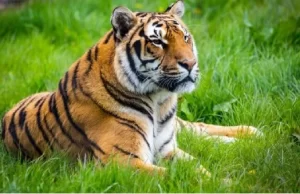 नौरादेही अभयारण्य में भी चीते छोड़ने की योजना : मुख्यमंत्री यादव