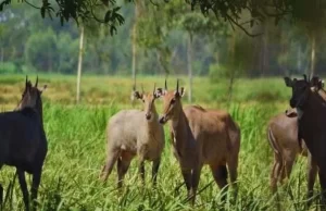 किसान भाई-बहनों को बड़ी सौगात : जंगली जानवरों से फसल नुकसान को ‘स्थानीयकृत जोखिम’ के रूप में मान्यता