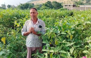 राष्ट्रीय बागवानी मिशन योजना ने दी नई दिशा, कम लागत में लाखों की आय का रास्ता खुला