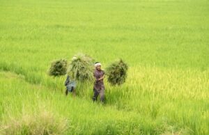धान खरीदी में नया रिकॉर्ड: 13 जनवरी तक 17.77 लाख किसानों के खातों में पहुंचा ₹23,448 करोड़