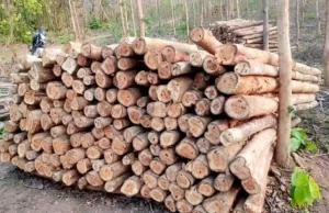 छत्तीसगढ़ राज्य वन विकास निगम द्वारा माओवाद प्रभावित क्षेत्रों में वानिकी कार्यों से राजस्व वृद्धि