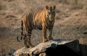 टाइगर टूरिज्म कॉरिडोर से जुड़ेंगे मध्यप्रदेश के प्रमुख वन्यजीव पर्यटन स्थल : मुख्यमंत्री यादव