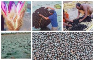 छत्तीसगढ़ में मखाना उत्पादन को प्रोत्साहन