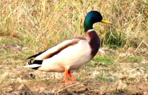 गिधवा टैंक में प्रवासी मल्लार्ड का आगमन, बढ़ी क्षेत्र की पहचान