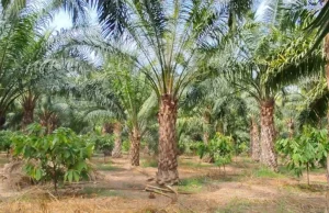 एक एकड़ में सवा लाख रुपए का मुनाफा देने वाला पाम ऑयल की खेती