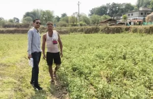 राष्ट्रीय बागवानी मिशन से किसानों को संबल : उन्नत तकनीक से टमाटर खेती में बढ़ा उत्पादन और मुनाफा