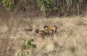 विंध्य की गोद में बसा खिवनी अभयारण्य बन रहा है इको-टूरिज्म का आकर्षण केन्द्र