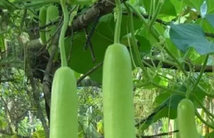 जानें कौन सी लौकी जल्दी गलती है, स्वाद भी लगता है लाजवाब