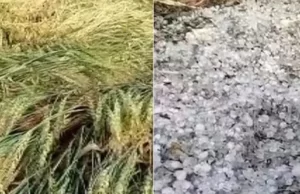 MP के 20 जिलों में आंधी-बारिश और ओलावृष्टि, फसलों पर संकट