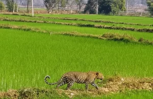 मां से बिछड़कर खेत में पहुंचा चार माह का तेंदुए का शावक, वन विभाग ने किया सुरक्षित रेस्क्यू