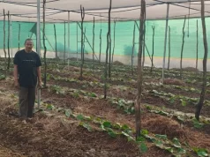 पान की विलुप्त होती खेती को नया जीवन, छुईखदान में पान अनुसंधान केन्द्र की स्थापना