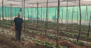 पान की विलुप्त होती खेती को नया जीवन, छुईखदान में पान अनुसंधान केन्द्र की स्थापना