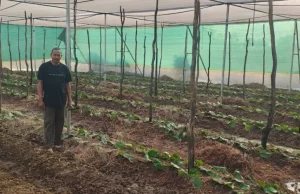 पान की विलुप्त होती खेती को नया जीवन, छुईखदान में पान अनुसंधान केन्द्र की स्थापना