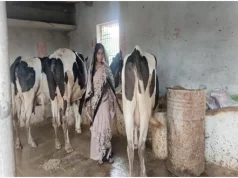 समूह से बदली जिंदगी, डेयरी और खेती से ‘लखपति दीदी’ बनीं माधुरी