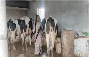 समूह से बदली जिंदगी, डेयरी और खेती से ‘लखपति दीदी’ बनीं माधुरी