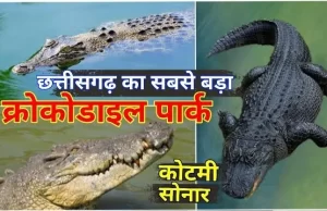 मगरमच्छ संरक्षण से चमका कोटमीसोनार का नाम