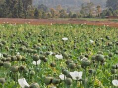 अफीम की अवैध खेती पर मुख्यमंत्री श्री विष्णु देव साय का कड़ा रुख