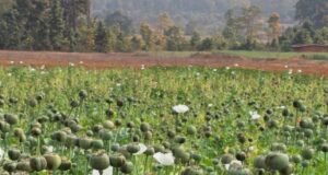 अफीम की अवैध खेती पर मुख्यमंत्री श्री विष्णु देव साय का कड़ा रुख