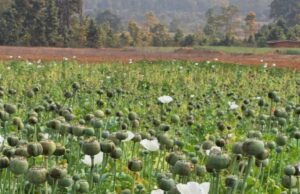 अफीम की अवैध खेती पर मुख्यमंत्री श्री विष्णु देव साय का कड़ा रुख