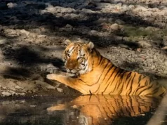 खिवनी अभयारण्य बनेगा वन्यजीव संरक्षण और इको-टूरिज्म का आदर्श मॉडल : मुख्यमंत्री