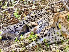 कूनो नेशनल पार्क-चीतों का नया घर ही नहीं, अब सफल ग्लोबल ब्रीडिंग सेंटर