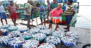 भारत के समुद्री खाद्य पदार्थों का निर्यात 72,000 करोड़ रुपये से अधिक, अमेरिका और चीन शीर्ष आयातक बने रहे