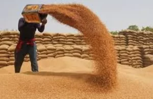 सरकार ने छत्तीसगढ़ में न्यूनतम समर्थन मूल्य खरीद को किया मजबूत, बिहार में पहली बार संगठित तरीके से दलहन खरीद