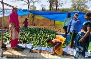 खीरा की खेती ने बदली सुभद्रा की जिंदगी