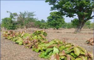 लगभग 920 करोड़ रुपए का होगा संभावित भुगतान