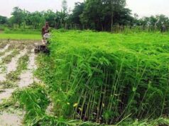 शेष लेख हरी खाद- खेती में बढ़ेगा उत्पादन, मिट्टी की सेहत होगी बेहतर