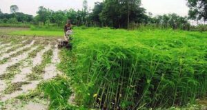 शेष लेख हरी खाद- खेती में बढ़ेगा उत्पादन, मिट्टी की सेहत होगी बेहतर