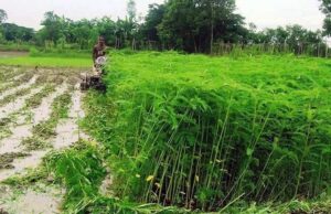 शेष लेख हरी खाद- खेती में बढ़ेगा उत्पादन, मिट्टी की सेहत होगी बेहतर