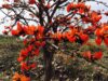 सफलता की कहानी पलाश फूल से बढ़ती आजीविका और समृद्धि