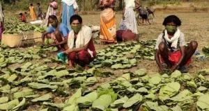 जगदलपुर वन वृत्त में जिला यूनियन अव्वल