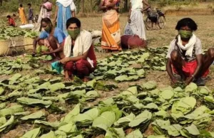 जगदलपुर वन वृत्त में जिला यूनियन अव्वल