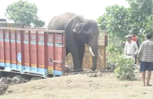 समूह से अलग होकर भटक रहे नर हाथी का सफल रेस्क्यू ऑपरेशन