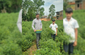 सफलता की कहानी बिना केमिकल, बंपर मुनाफाः डोलनारायण की जैविक मिर्च ने बाजार में मचाई धूम